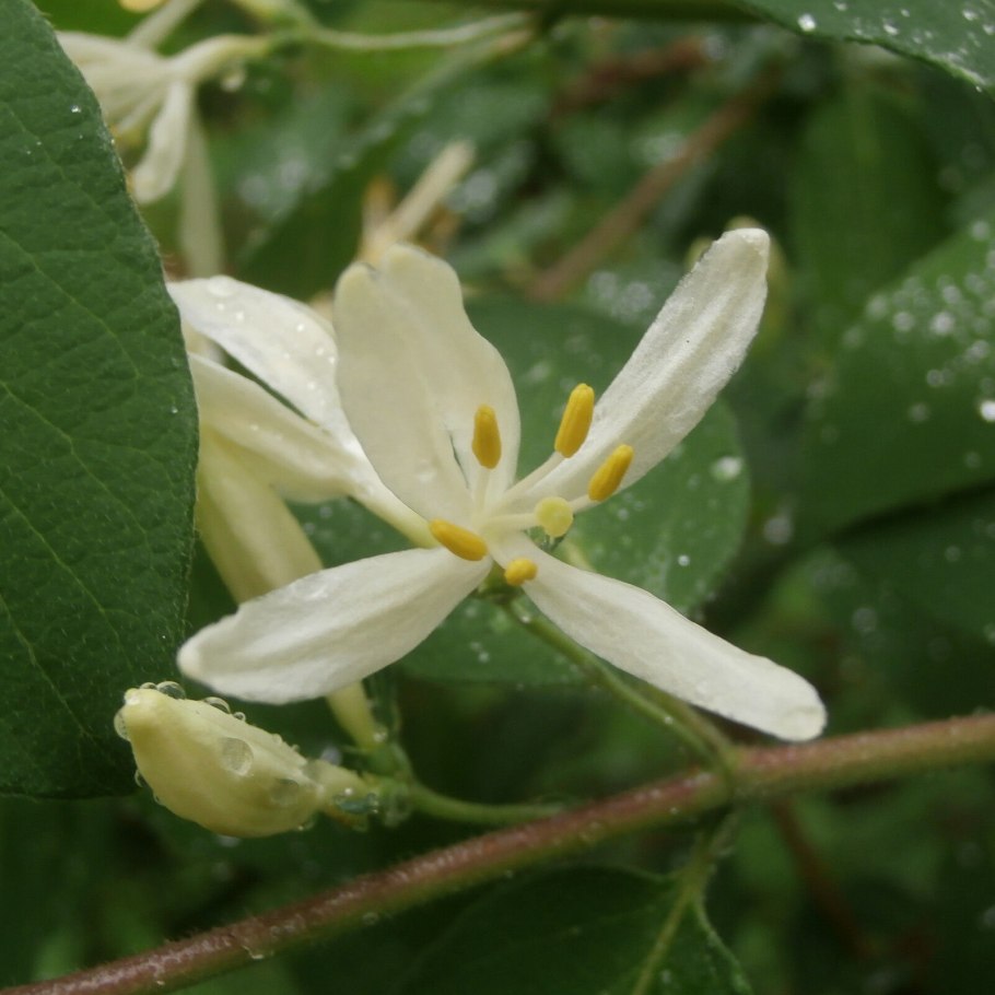 Жимолость обыкновенная