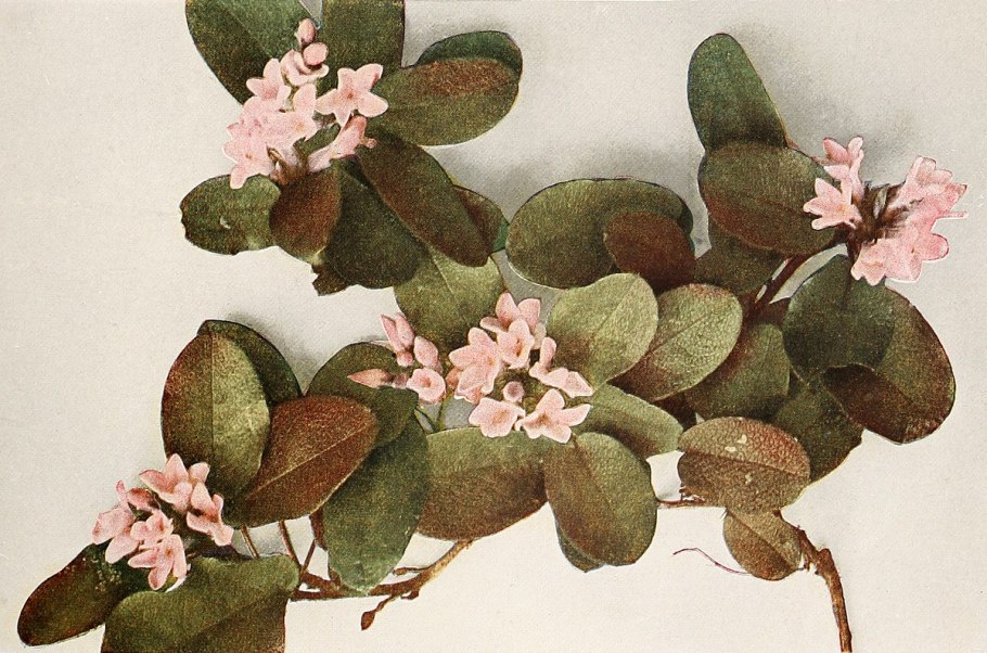 Epigaea gaultherioides