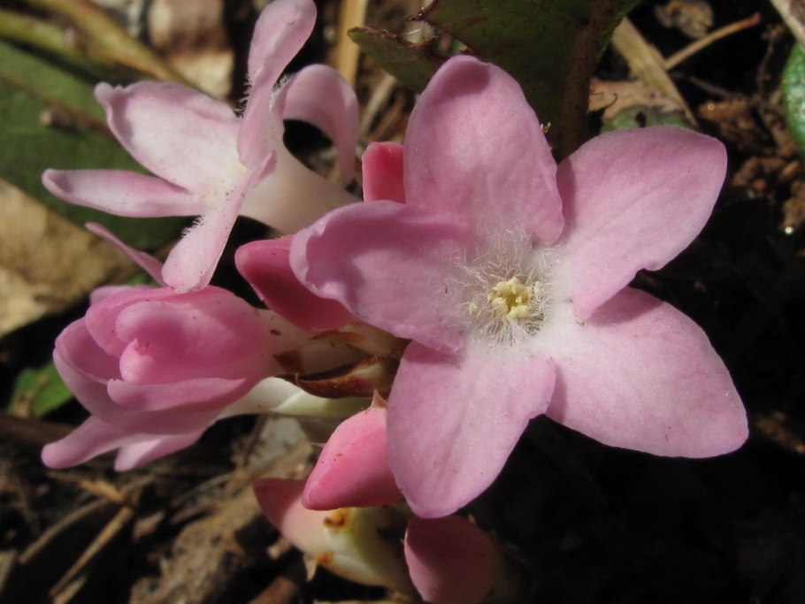 Эпигея ползучая