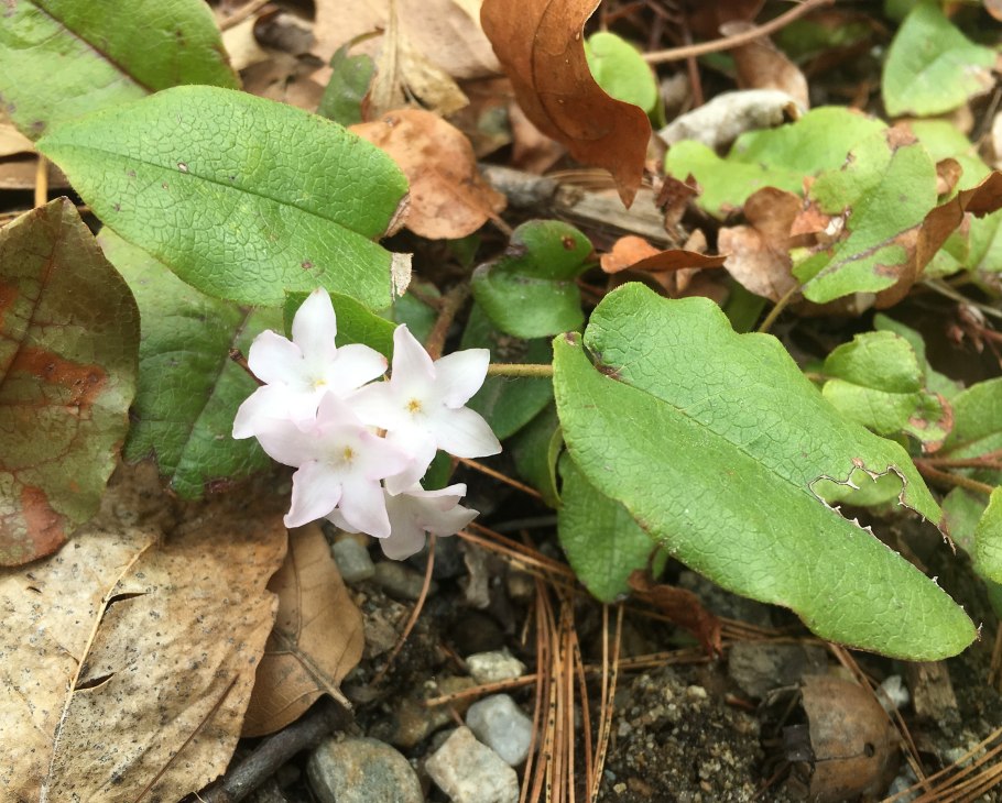 Эпигея азиатская