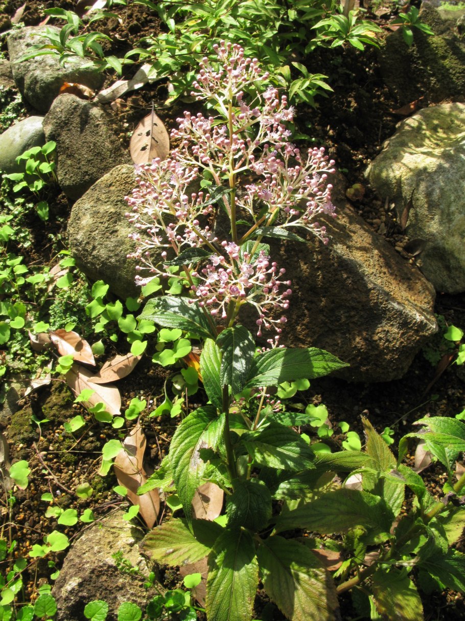 Cardiandra amamiohsimensis