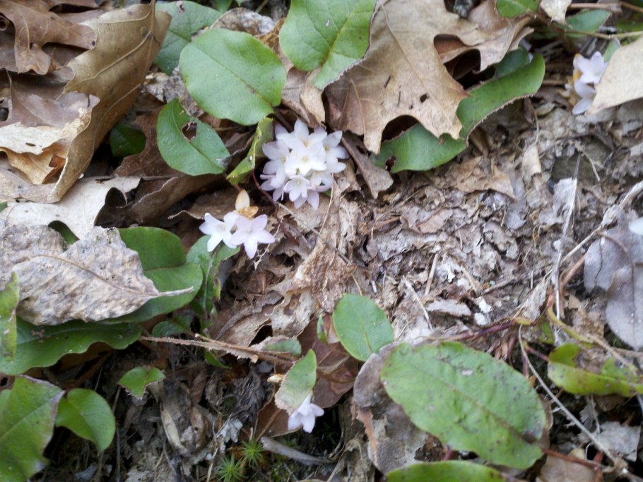 Эпигея азиатская