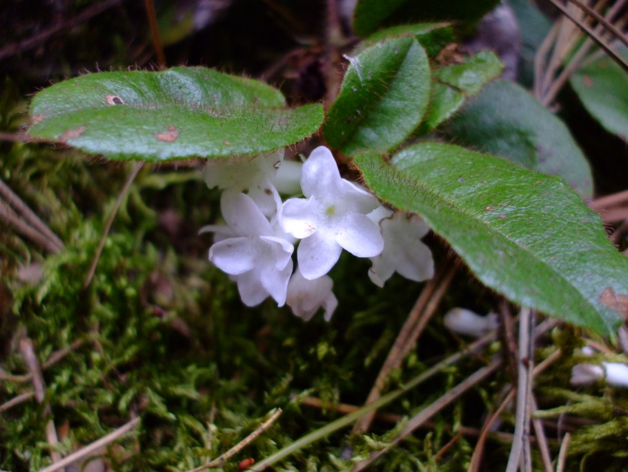 Эпиге́я ползу́чая