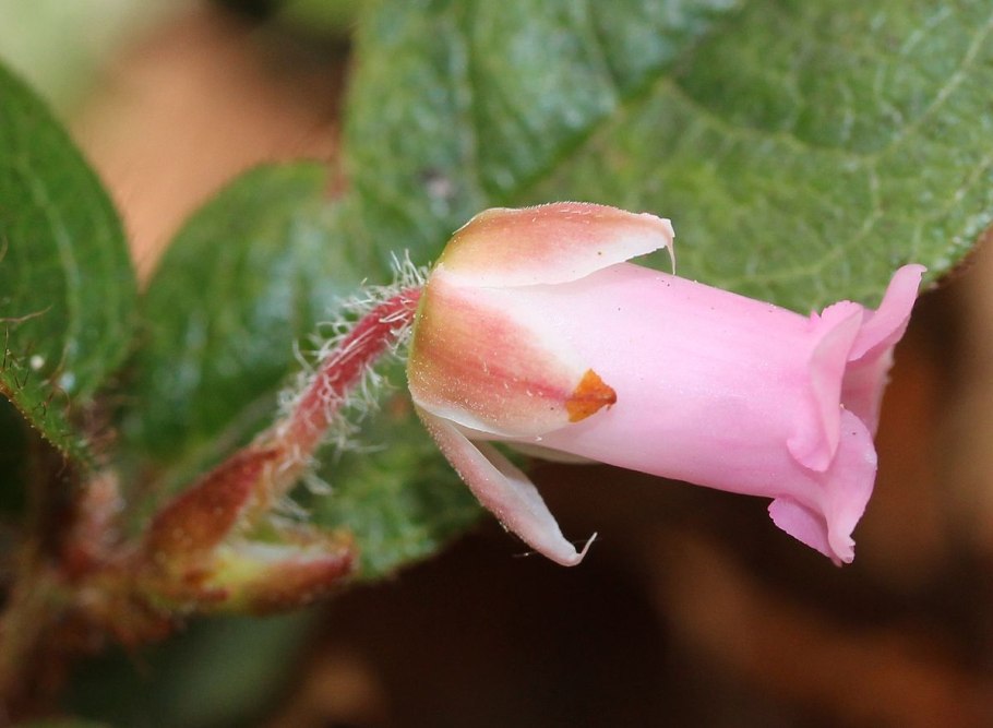 Свит эпигей