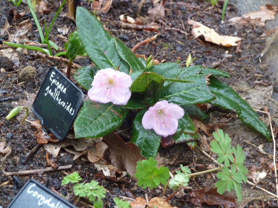 Epigaea gaultherioides