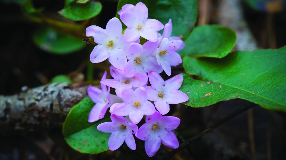 Охна растение