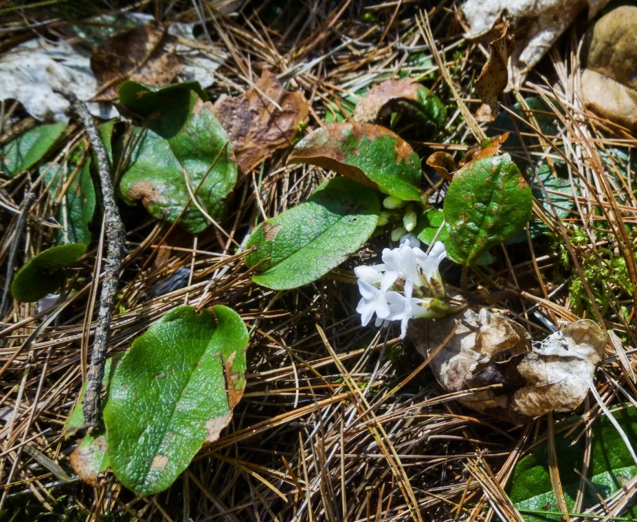 Epigaea repens рисунок
