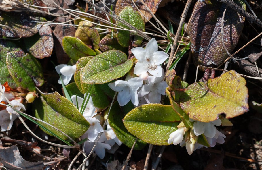 Эпиге́я ползу́чая