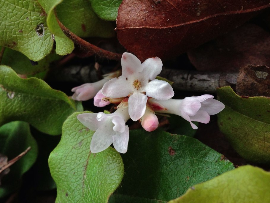 Эпигея азиатская