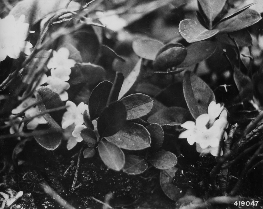 Эпигея ползучая