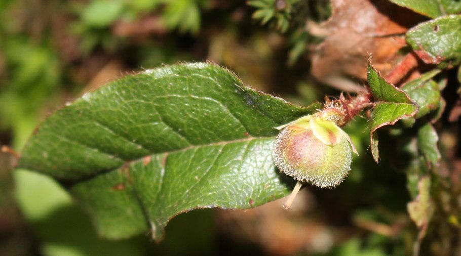 Эпигея цветок