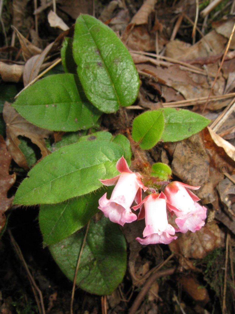 Epigaea repens рисунок