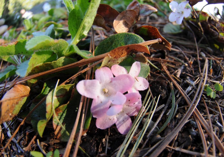 Эпигея ползучая