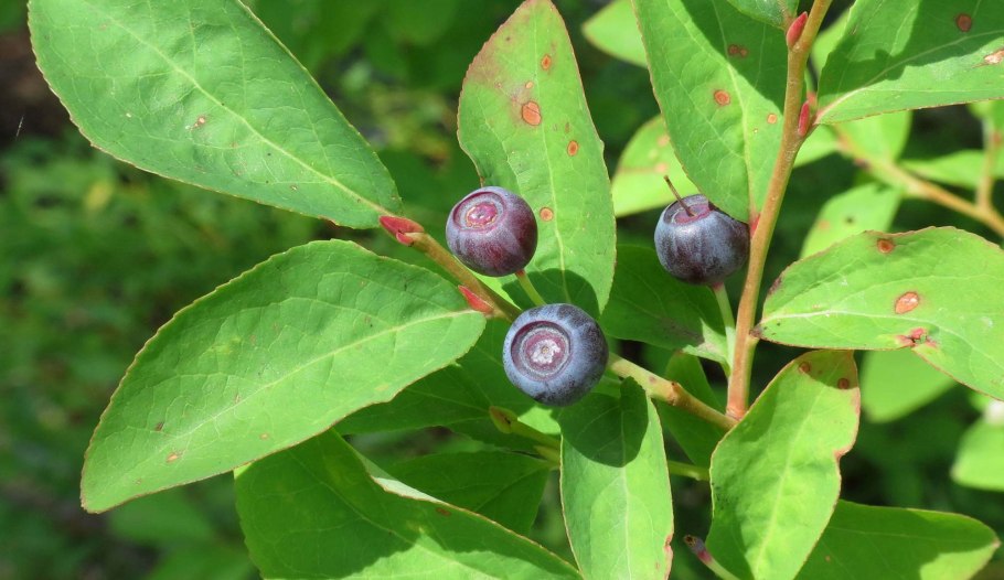 Vaccinium membranaceum
