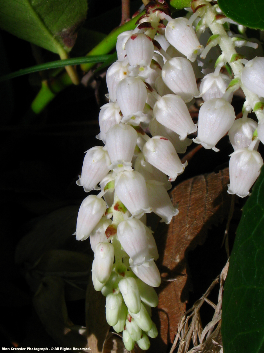 Leucothoe fontanesiana