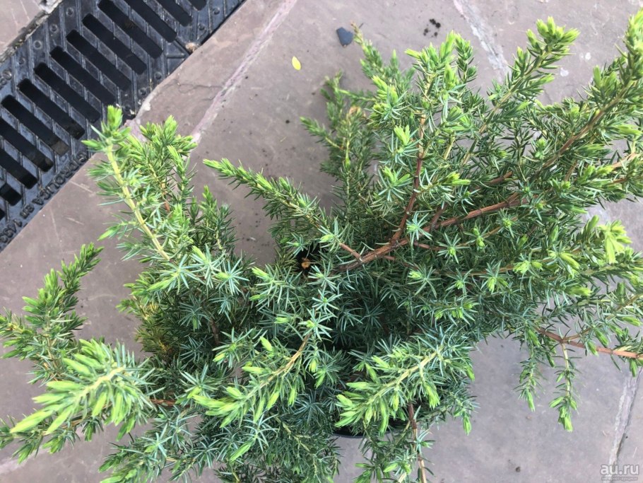 Можжевельник Прибрежный «Шлагер