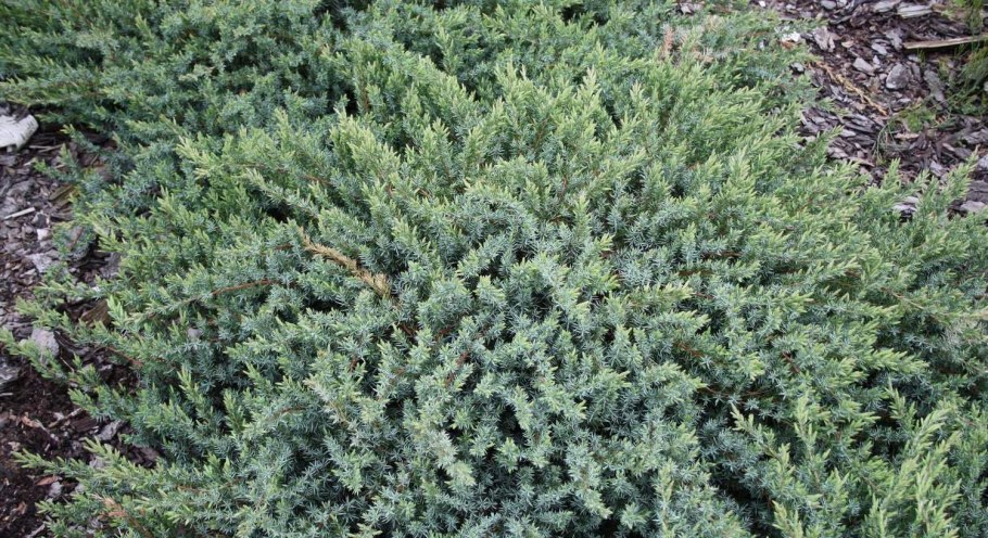 Можжевельник Прибрежный ALLGOLD