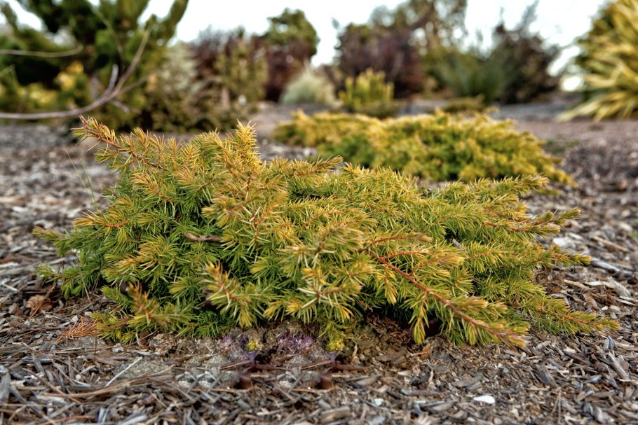Можжевельник Прибрежный 'Aurea'