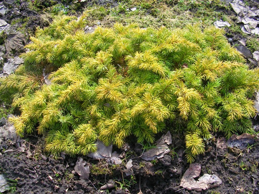 Можжевельник шлягер Прибрежный