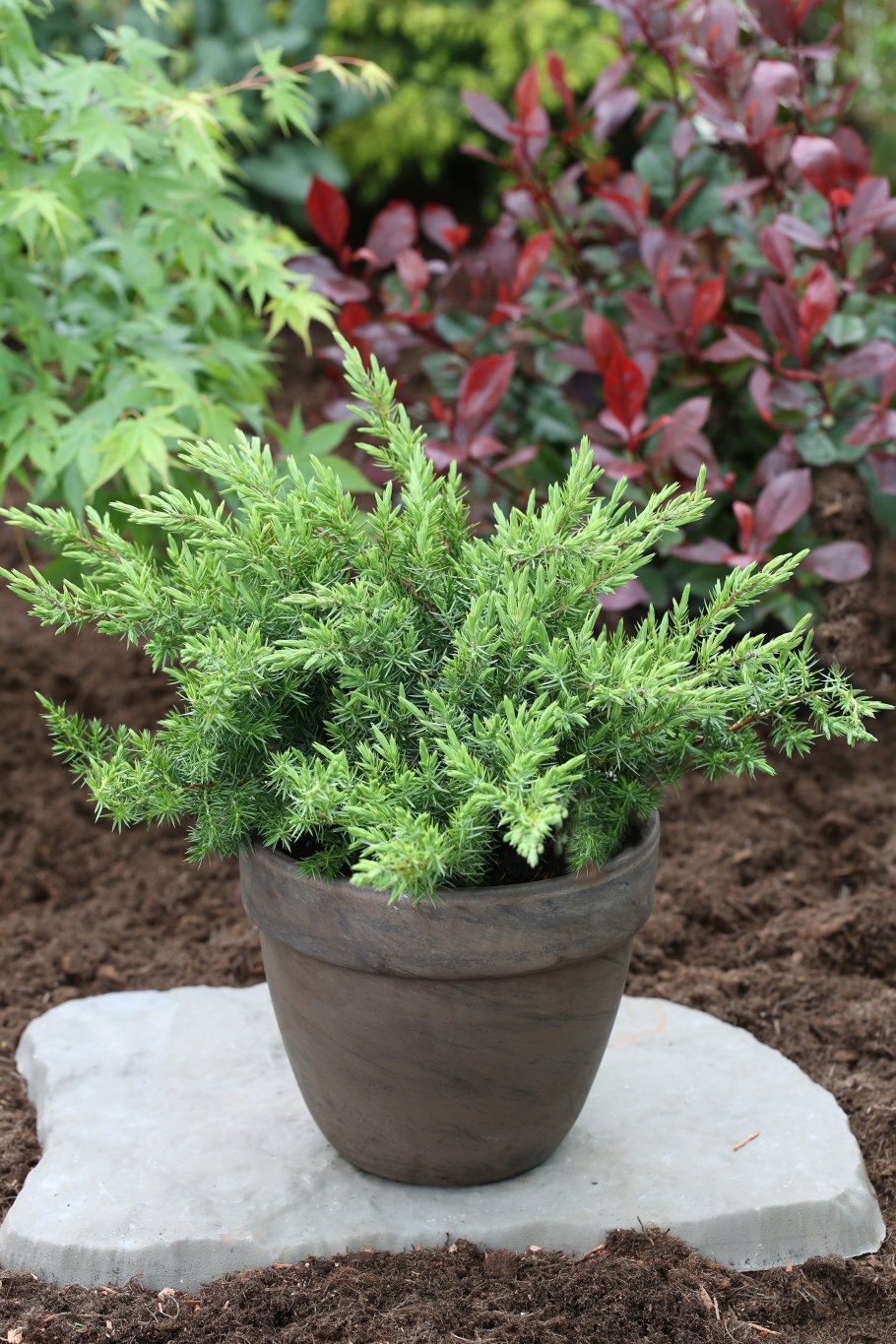 Можжевельник Прибрежный "Silver mis