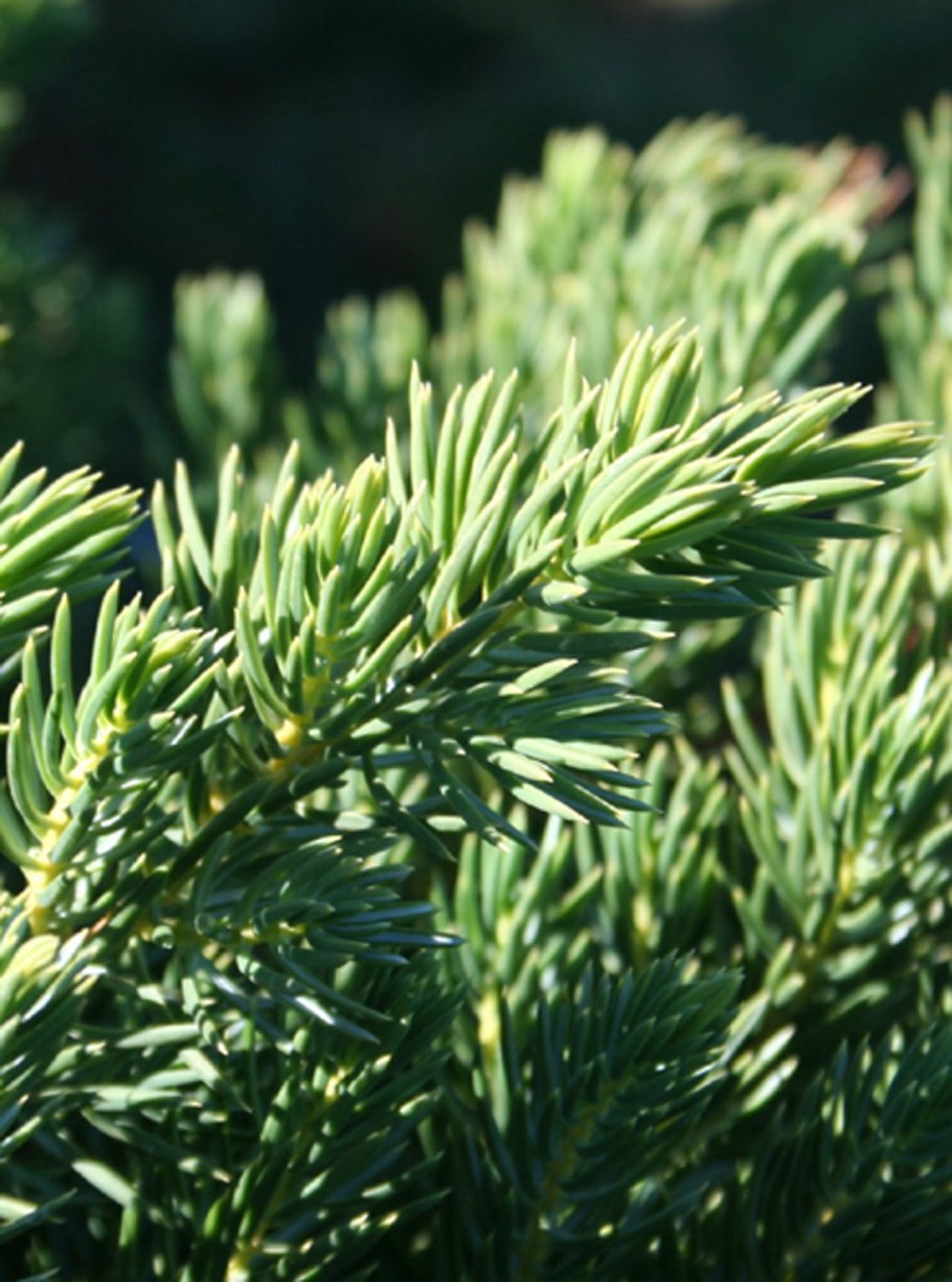 Можжевельник прибрежный (juniperus conferta)