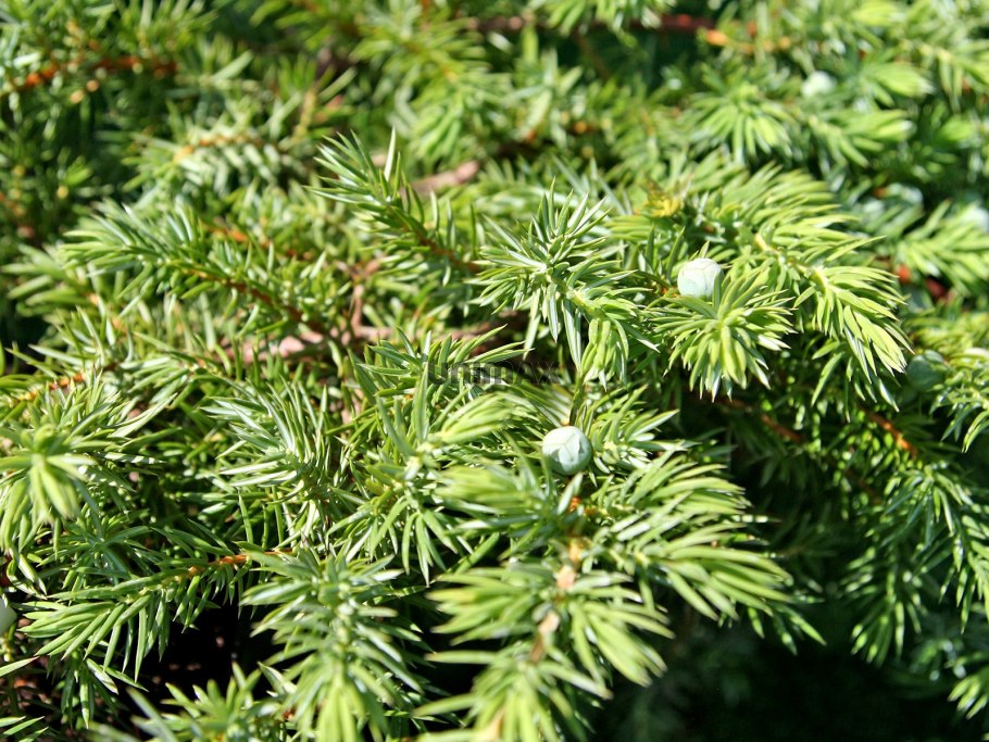 Можжевельник Прибрежный (Juniperus conferta)
