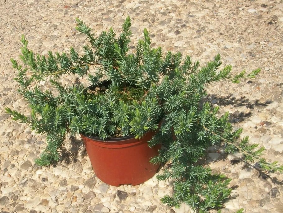 Можжевельник блю пасифик