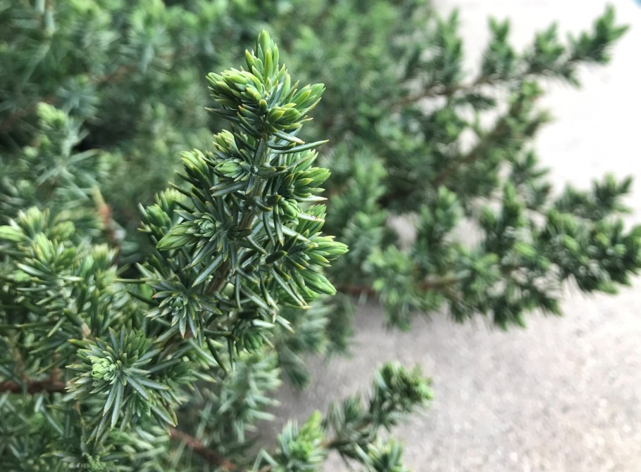 Juniperus conferta Silver Mist