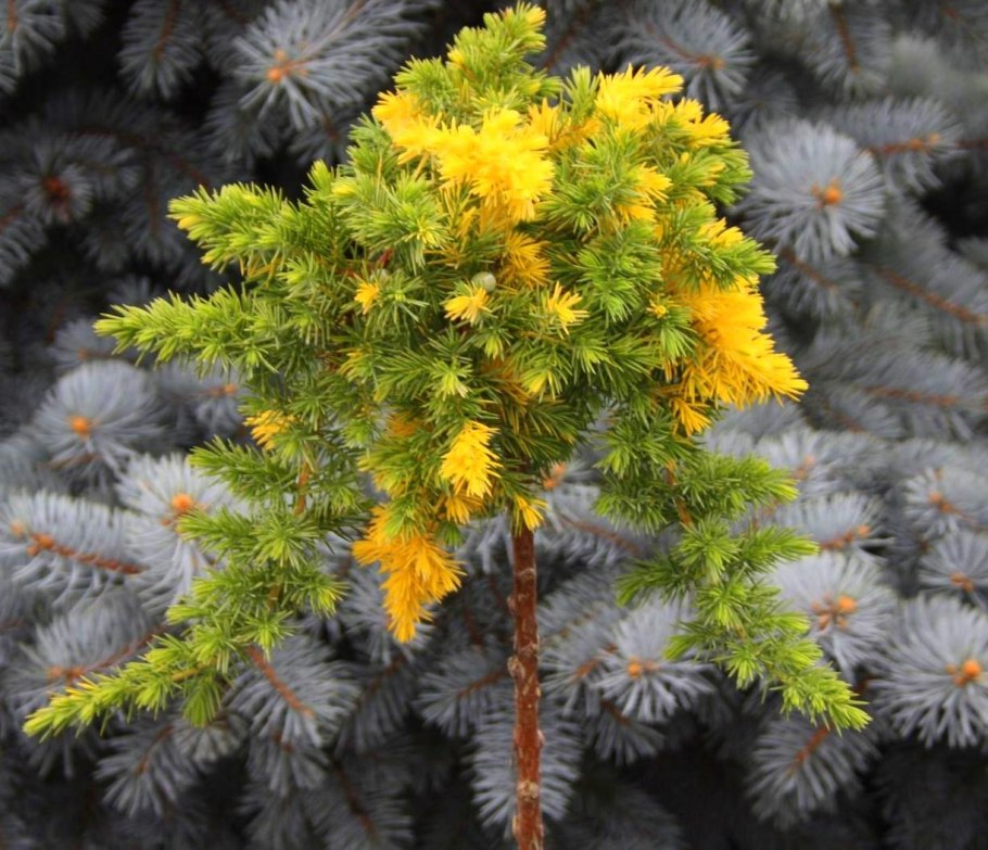 Можжевельник конферта шлягер