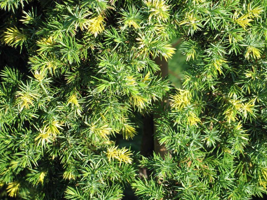 Можжевельник Прибрежный 'Aurea'