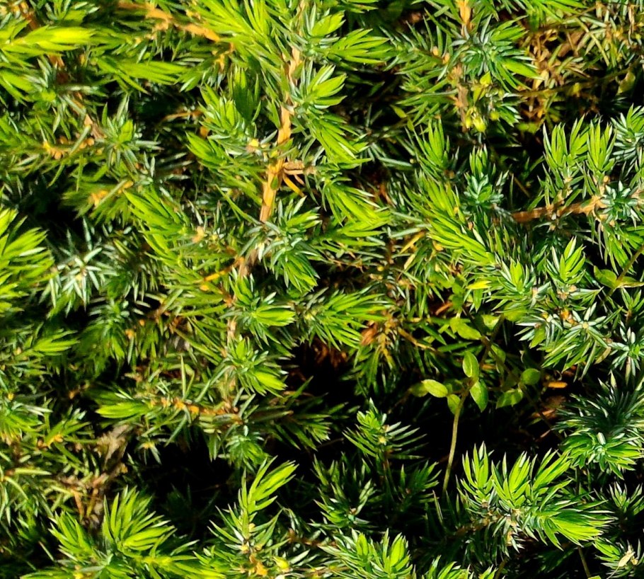 Можжевельник Прибрежный Голден Вингс