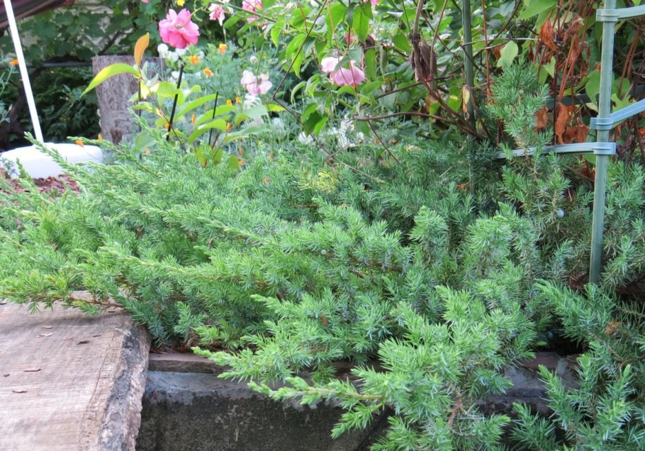 Можжевельник шлягер Прибрежный