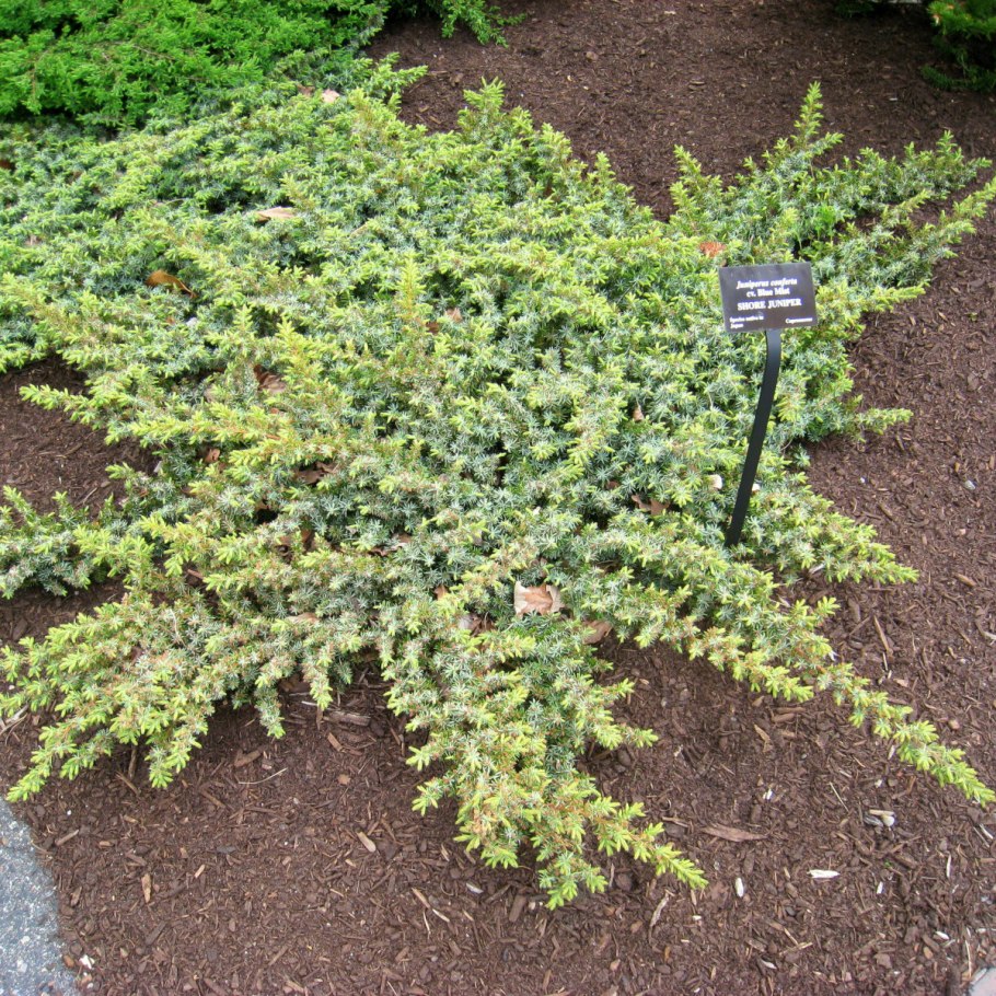 Можжевельник китайский Прибрежный шлягер