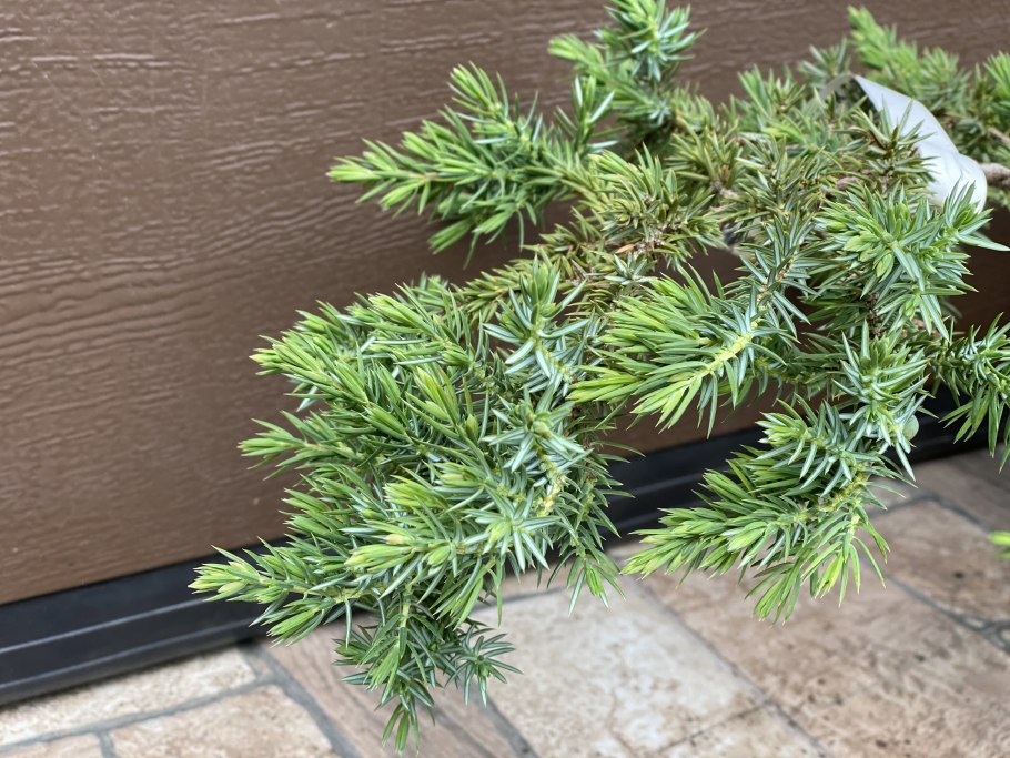Можжевельник conferta