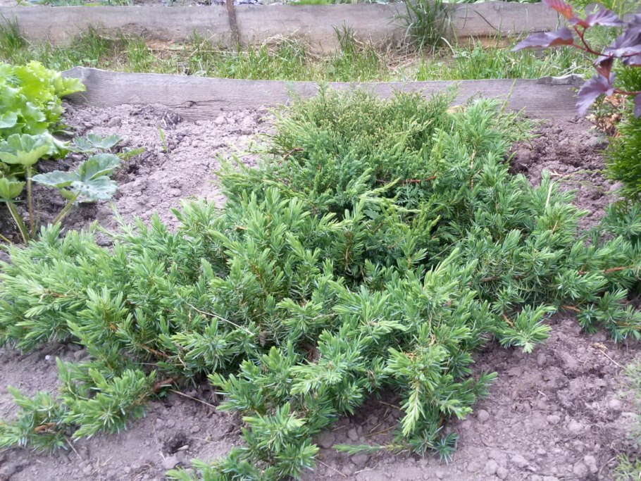 Можжевельник шлягер Прибрежный