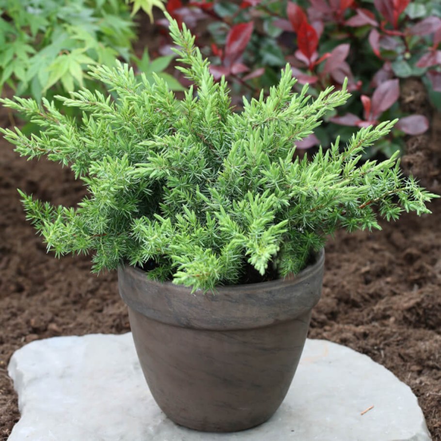 Можжевельник Corielagan