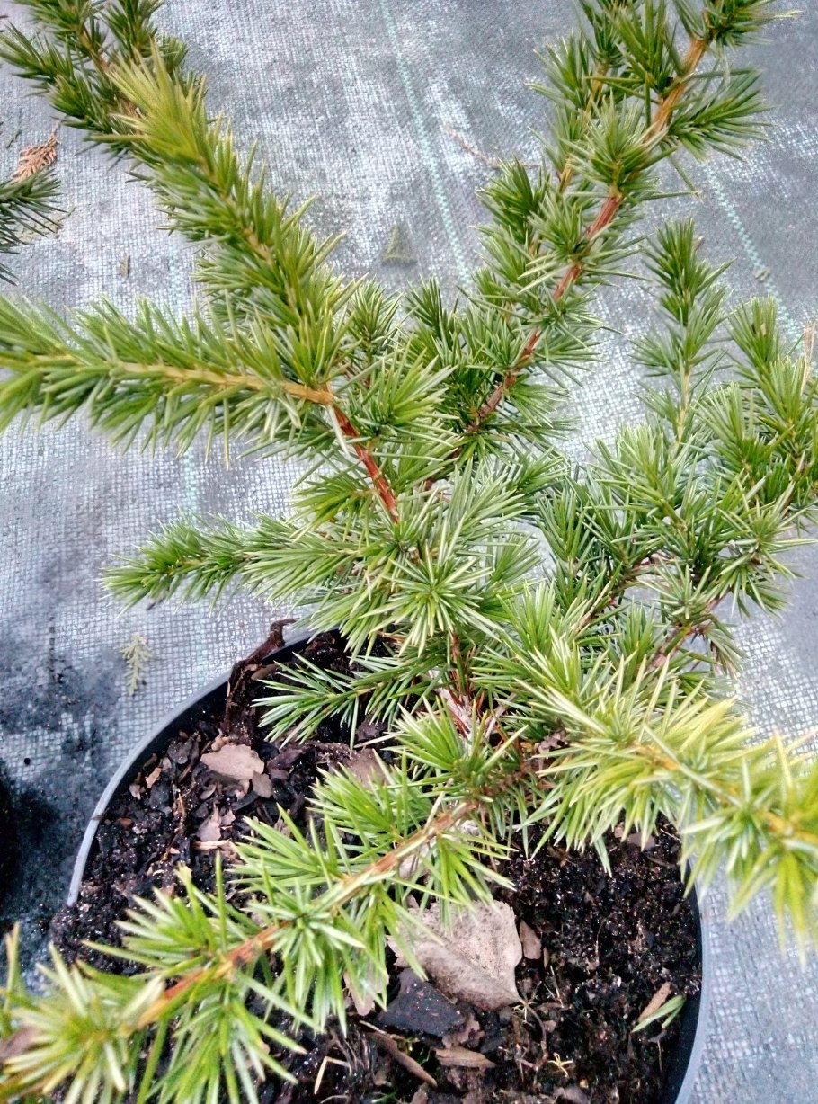 Лиственница кемпфера