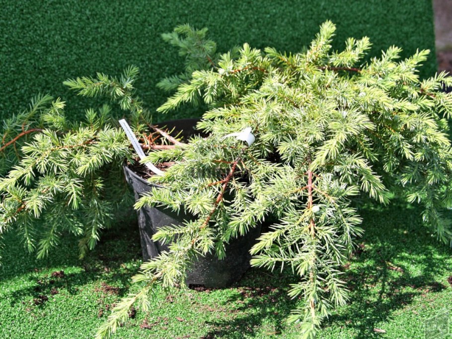 Можжевельник Прибрежный Juniperus