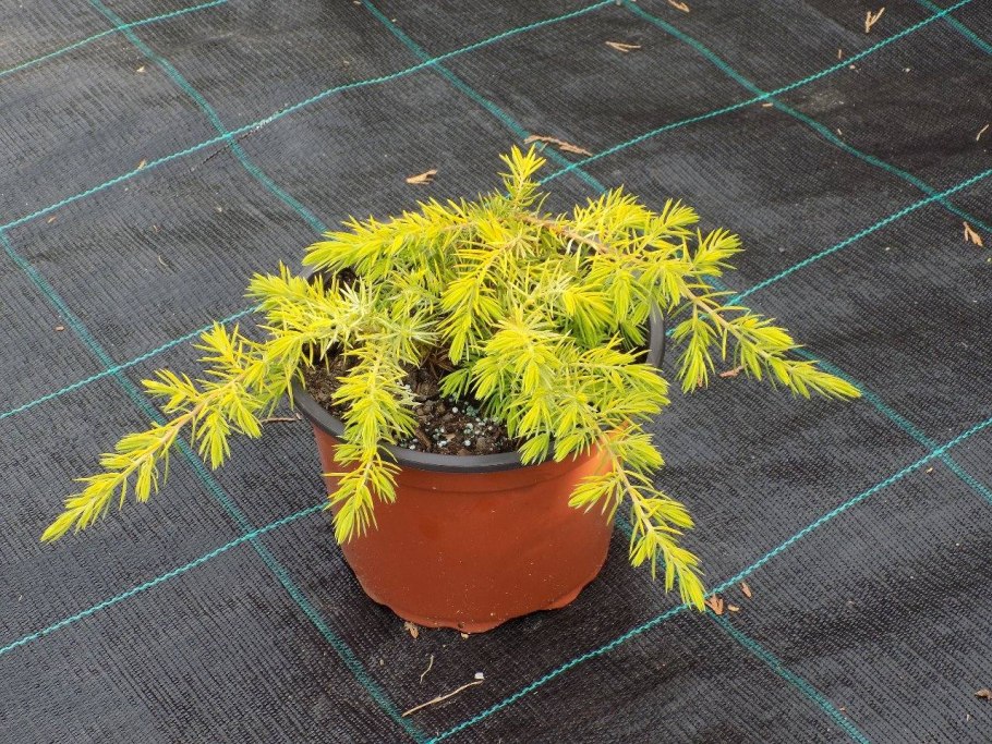 Можжевельник Прибрежный / скученный шлягер