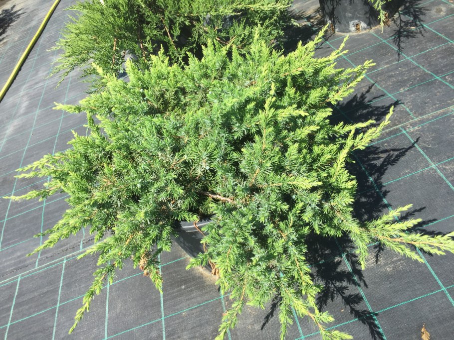 Juniperus conferta (можжевельник
