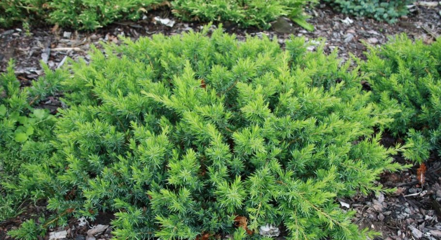 Можжевельник шлягер Прибрежный