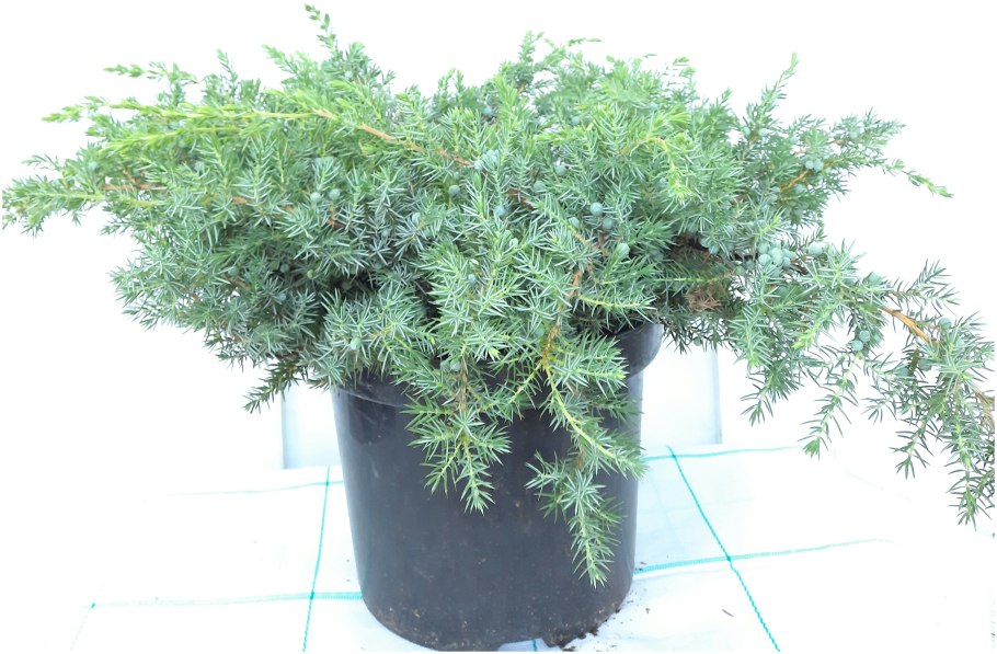 Можжевельник Прибрежный ALLGOLD