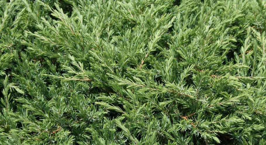 Можжевельник Прибрежный (сорт 'Schlager')