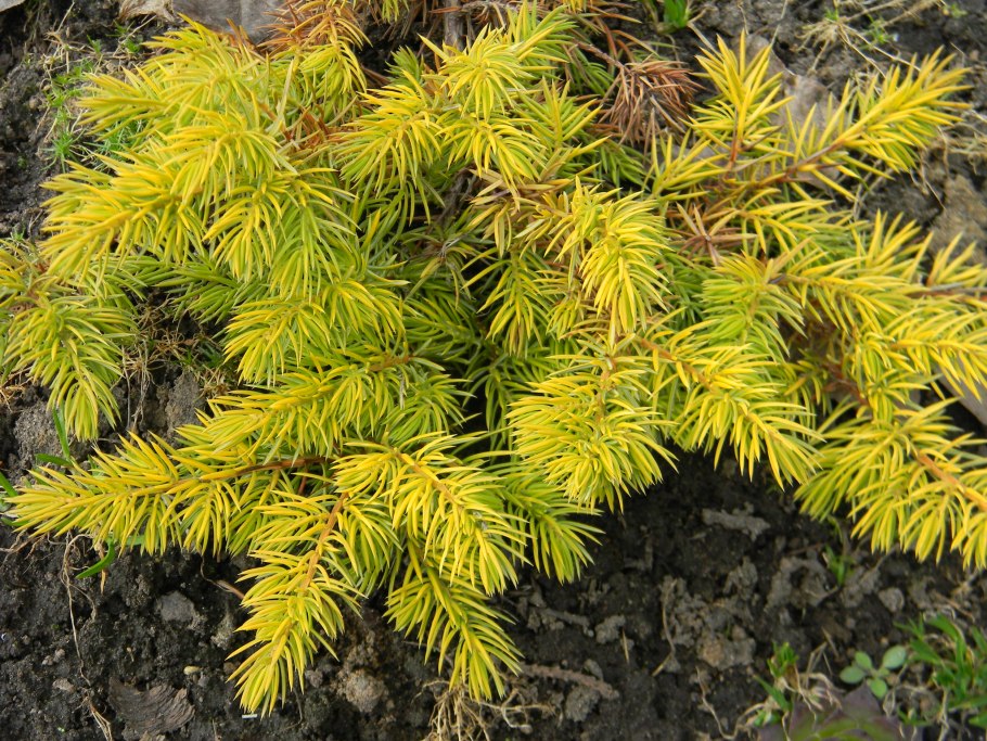 Можжевельник Прибрежный (Juniperus conferta)