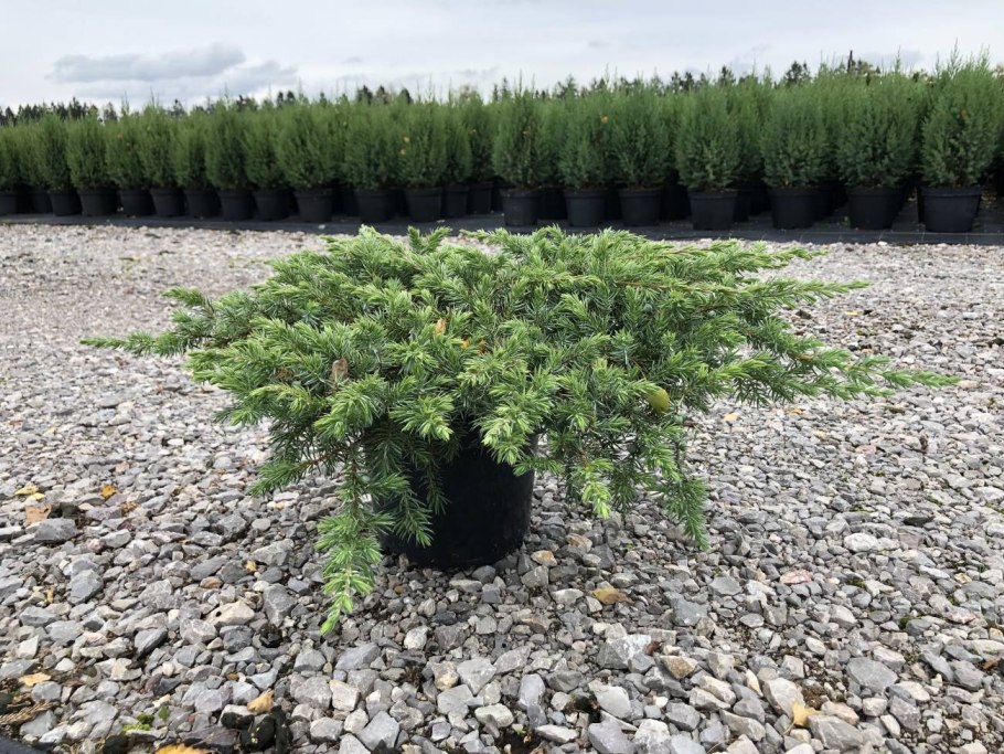 Можжевельник шлягер Прибрежный