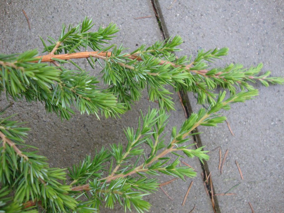 Можжевельник шлягер Прибрежный