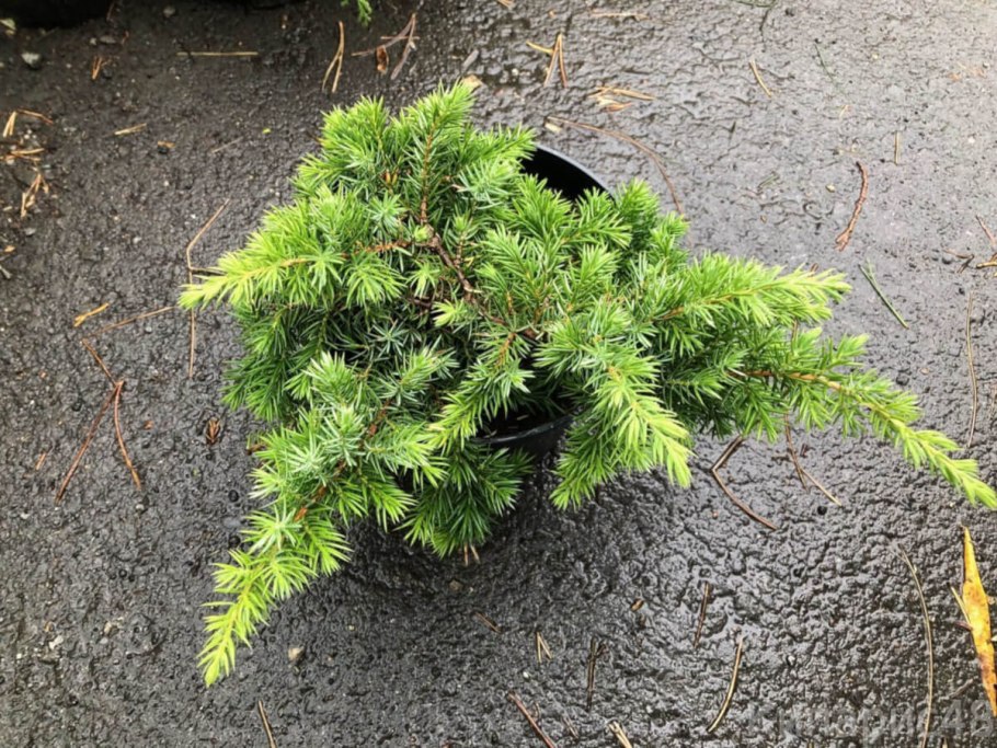 Можжевельник Прибрежный «Schlager» - 5 шт.