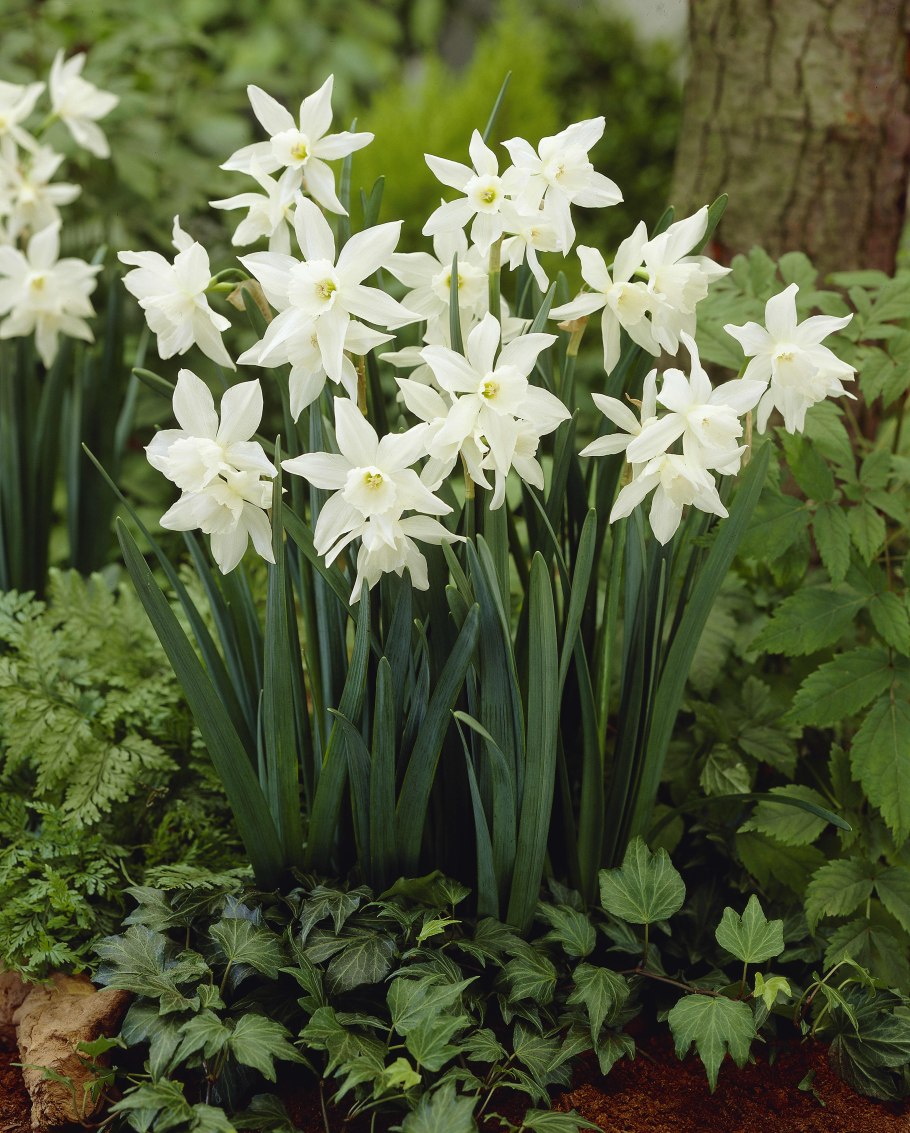 Нарцисс Thalia