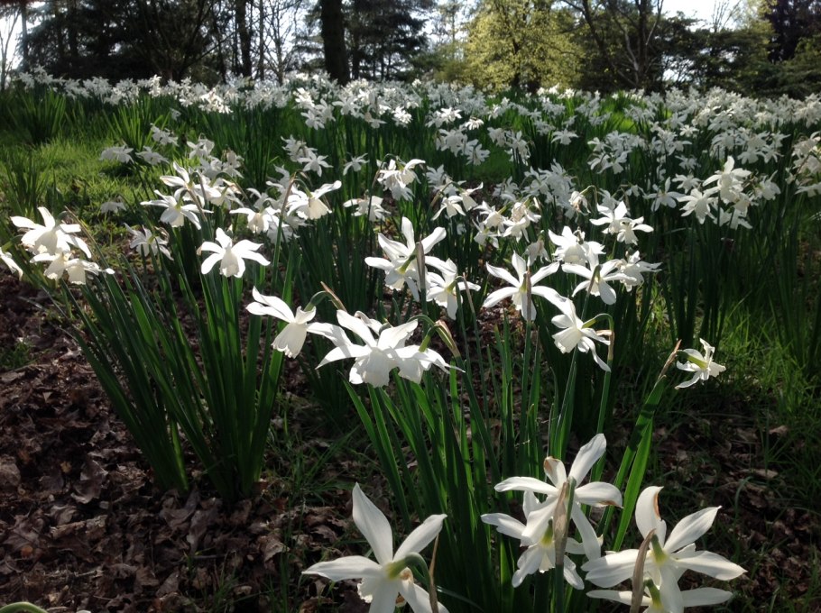 Нарцисс Ботанический талия