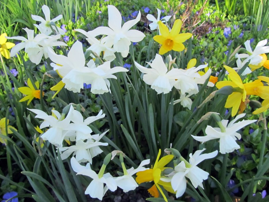 Нарцисс Ботанический triandrus Thalia h30, белый, 12/14, 10, 100, осень